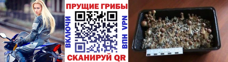 Псилоцибиновые грибы Cubensis  цены наркотик  Ужур 